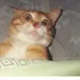 Avatar di Piccinesco