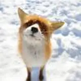 Avatar di Fox